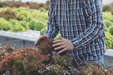 Woman gardener inspects quality of green oak lettuce in greenhouse gardening. Female Asian...