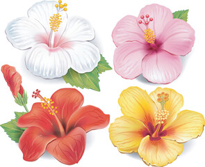Set of Beautiful hibiscus flowers, blooming tropical floral elements Vector illustration on white background.