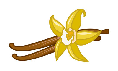 Vanilla sticks with a flower. Isolated illustration on a white background. Vector for packages.