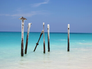 Pelican in the azure sea