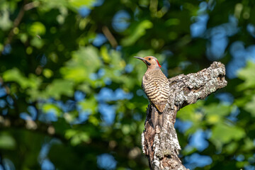 An adult male Northern Flicker