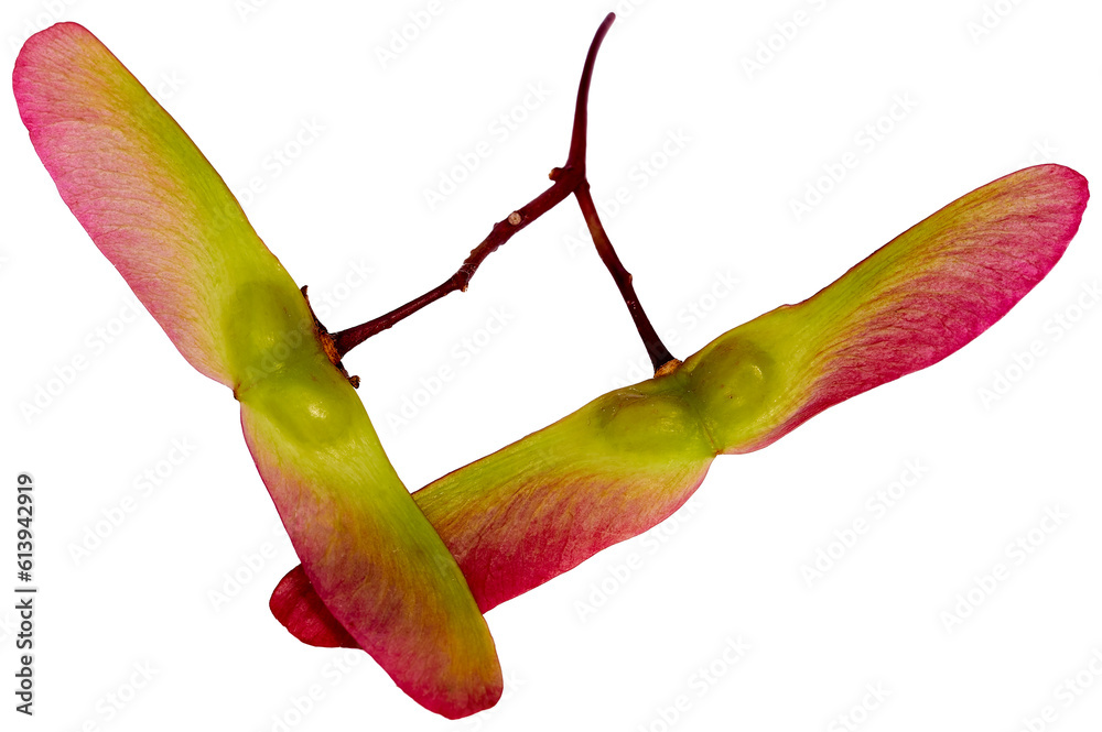 Wall mural red and green japanese maple seed