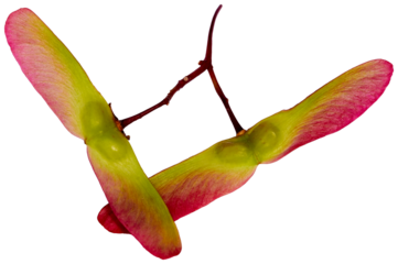 red and green japanese maple seed