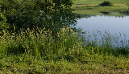 Obraz premium Landscape, view of the lake and the shore, green trees and water surface
