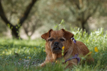 Mi perrita Nami tumbada en huerto de olivos con moscas en el hocico, albuera de Gaianes, España