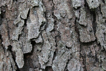 texture of bark on tree