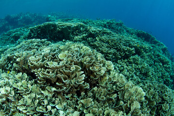 Fragile corals thrive on a shallow coral reef near Komodo, Indonesia. This warm, tropical region is home to extraordinary marine biodiversity and is a popular area for scuba diving and snorkeling.