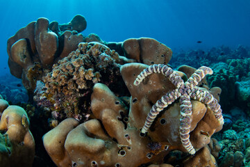 A warty sea star clings to a coral reef in Komodo National Park, Indonesia. This tropical region in...