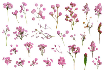 Vector of a set of pink flowers