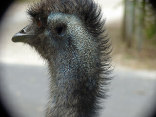Emu  closeup