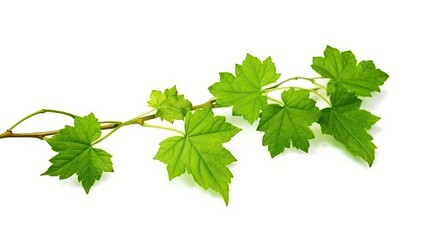 green_vine_leaf_against_white_background