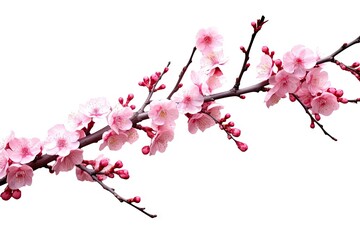 pink_flower_with_branch