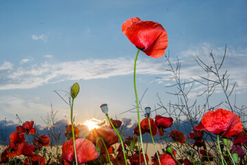 Fototapeta premium Field of red common poppy flowers in Szeged