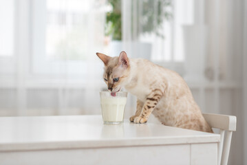 Light cat Bengal drinks milk from a glass that is standing on the table. The use of milk