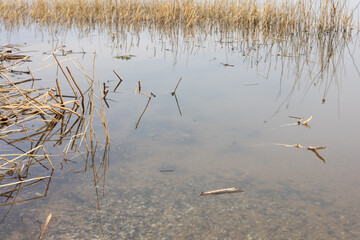 Landscape, view of the lake and the shore, green trees and water surface