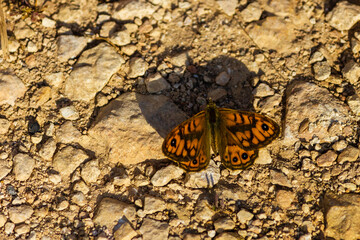 Orange Butterfly in Nature
