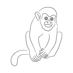Hand-drawn Squirrel monkey. Sketch vector illustration.