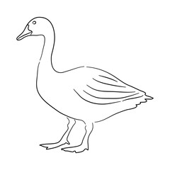 Hand-drawn Goose. Sketch vector illustration.