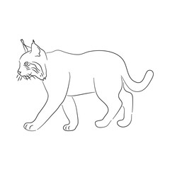Hand-drawn Bobcat. Sketch vector illustration.