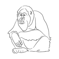 Hand-drawn Orangutan. Sketch vector illustration.