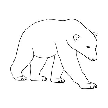 Hand-drawn Polar Bear. Sketch vector illustration.