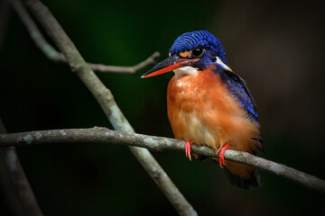 kingfisher on branch