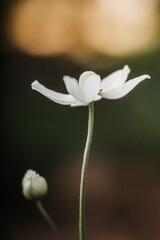 close up of white flower