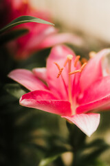 Fototapeta premium pink lily closeup