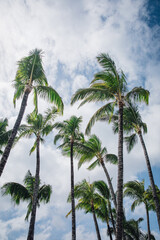 Fototapeta na wymiar View of the Silhouette of Palm trees on a beautiful blue day with puffy clouds on the island of Kauai, Hawaii