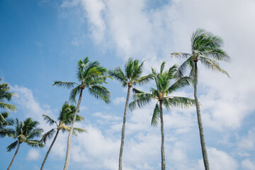 Fototapeta premium View of the Silhouette of Palm trees on a beautiful blue day with puffy clouds on the island of Kauai, Hawaii