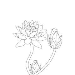 illustration of lotus flower