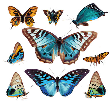 Vector illustration set beautiful butterfly on white background