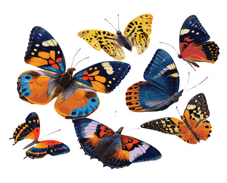 Vector illustration set beautiful butterfly on white background