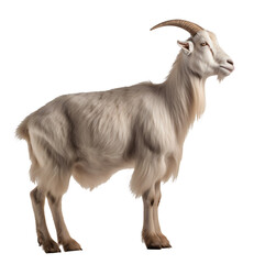 White Goat isolated on the transparent background PNG. AI generative.