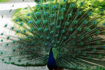 Obraz premium peacock with feathers out