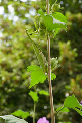 Close-up of praying mantis insect on hibiscus twig