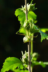 Close-up Caucasian insect Mantis religiosa