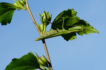 Close up Caucasian Mantis religiosa against blue sky