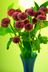 slightly faded purple chrysanthemums in a blue vase on a bright yellow background