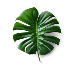 large_fake_monstera_leaves_on_a_white_backgroun