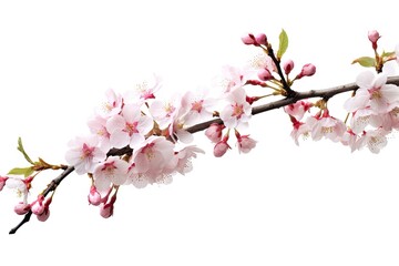 pink_branch_with_pink_blossoms