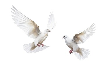 Fototapeta premium two_white_doves_flying_in_flight