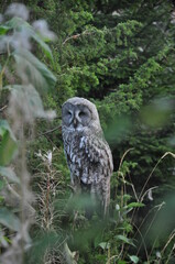 Tawny Owl on the Prowl