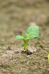 closeup the ripe green potato plant growing with leaves in the farm field soft focus natural green brown background.