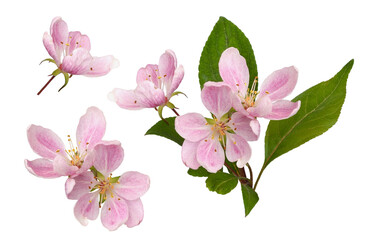 Fototapeta na wymiar Set of pink flowers and green leaves of Malus floribunda (profusely flowering apple) isolated on white or transparent background