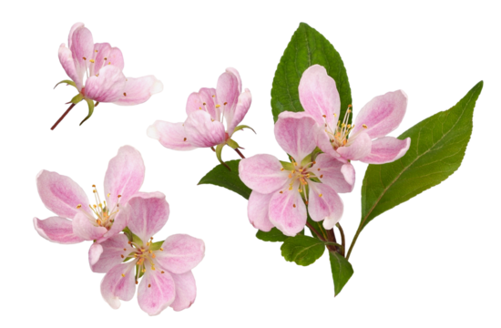 Set of pink flowers and green leaves of Malus floribunda (profusely flowering apple) isolated on white or transparent background