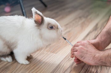 A man gives a rabbit medicine from a syringe. Bunny drinks from a syringe. 