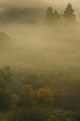 fog in the forest