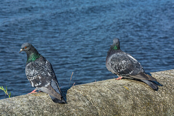 A series of images. Two blue pigeons are sitting on a stone surface. Birds are engaged in a love game. They kiss and copulate. There is a water space in the background