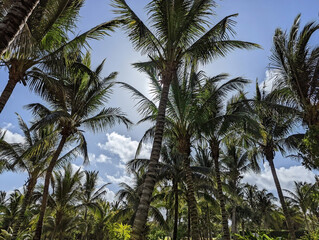 Fototapeta na wymiar Beautiful palm trees on the beaches of Cozumel.